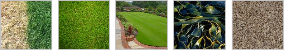 AGRI-LOGIC Refresh Existing Lawns